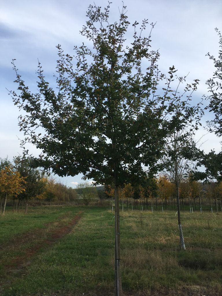 Quercus robur Stieleiche