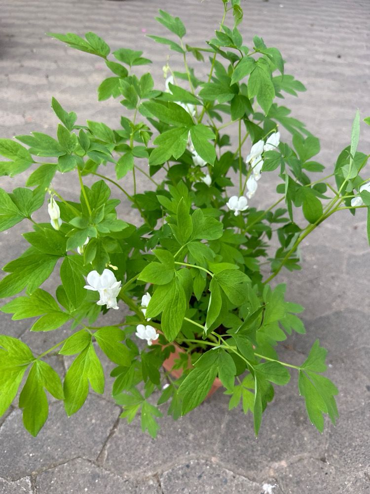 Dicentra spectabilis, weiß Tränendes Herz
