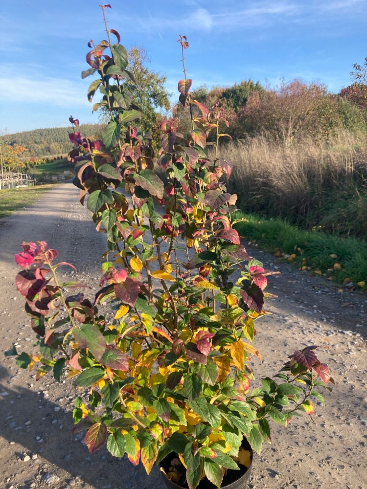 Parrotia persica 'Persian Spire' Eisenbaum 'Persian Spire'