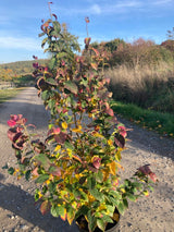 Parrotia persica 'Persian Spire' Eisenbaum 'Persian Spire'