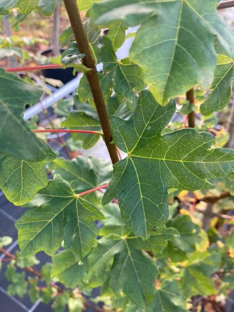 Acer monspessulanum Französischer Ahorn