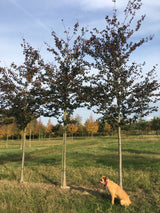 Fagus sylvatica 'Swat Magret' Blutbuche 'Swat Magret'