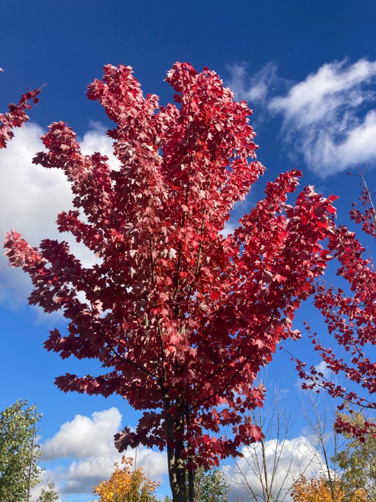 Acer rubrum 'Somerset' Rotahorn 'Somerset'