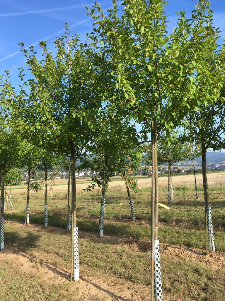 Prunus dom.'Hauszwetsche Wolff'        CAC Hauszwetsche 'Wolff'