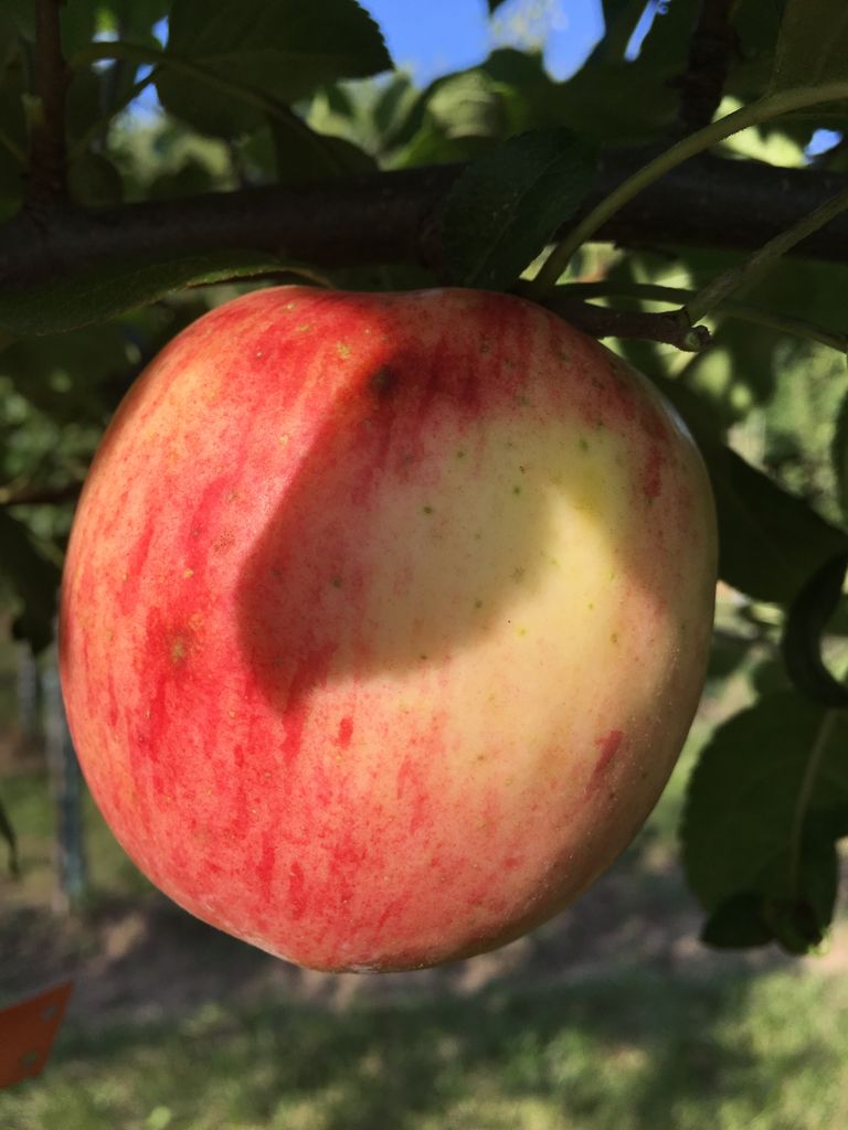 Malus 'Rebella'  -S-                   CAC Apfel 'Rebella'  -S-