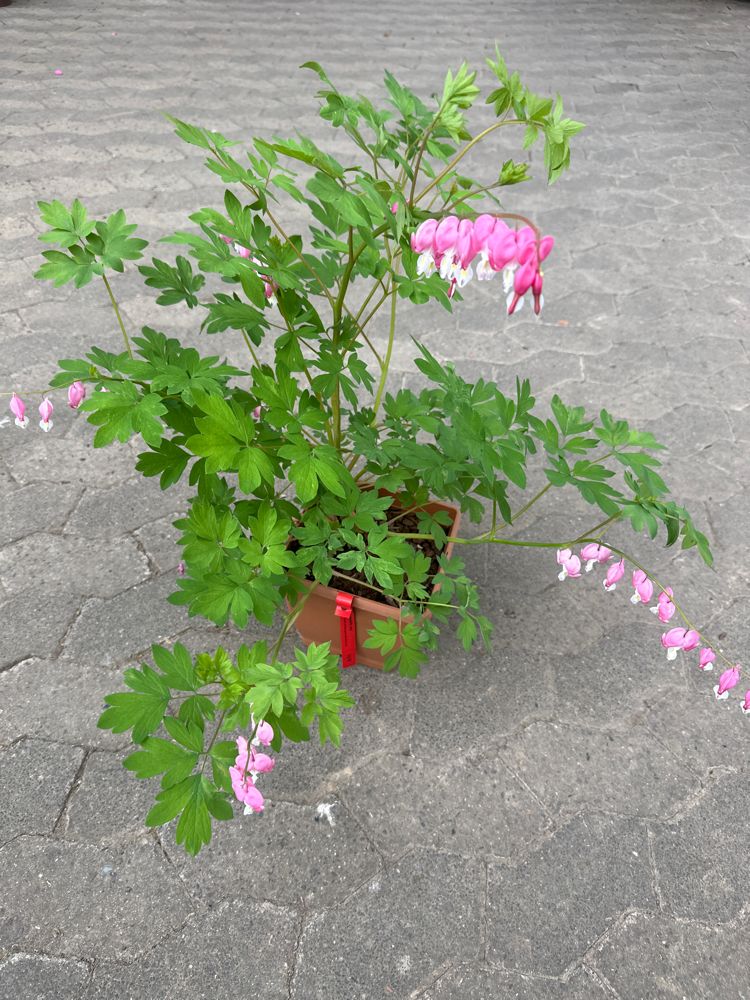 Dicentra spectabilis Tränendes Herz