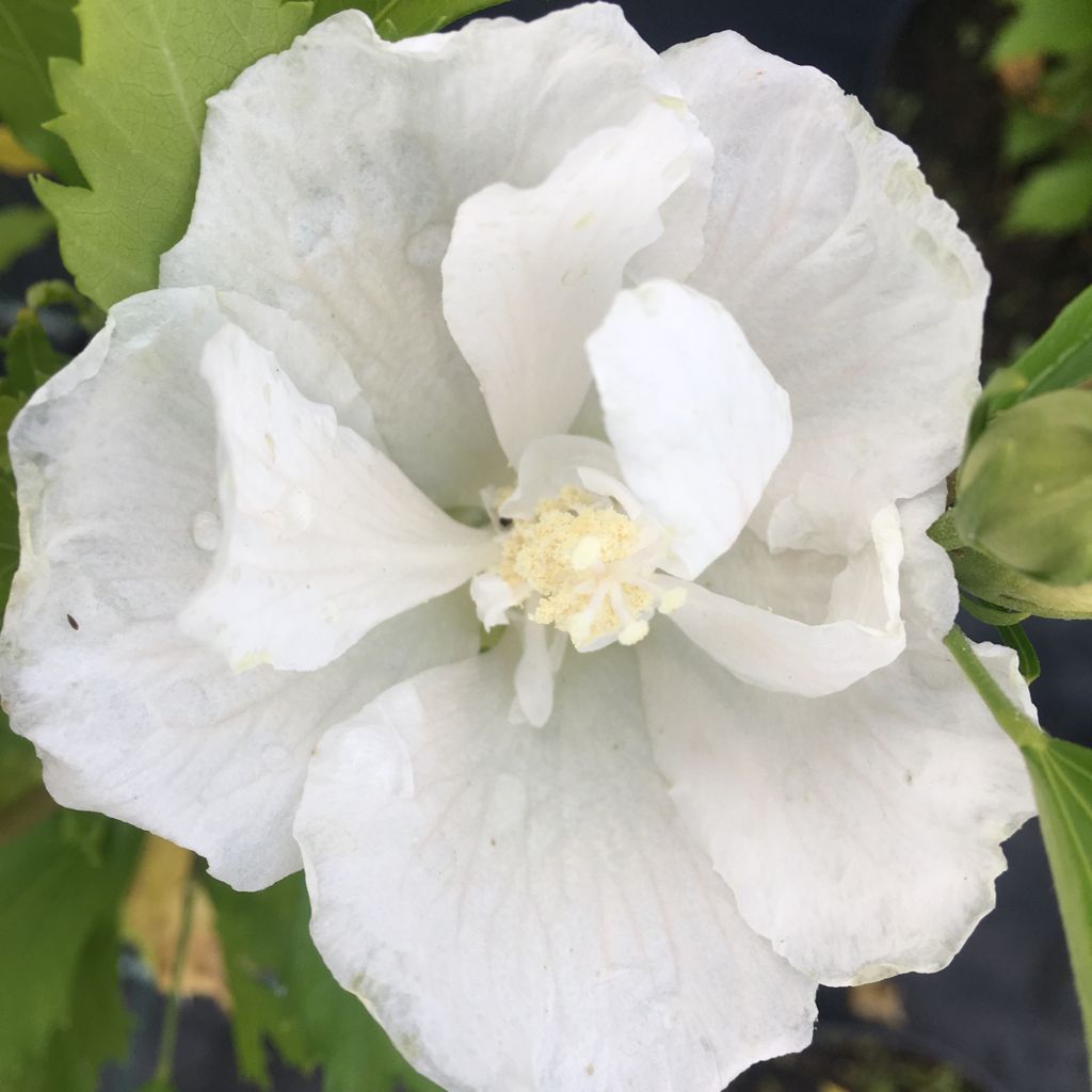 Hibiscus syriacus 'White Chiffon'  -R- Garteneibisch 'White Chiffon'  -R-