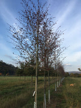 Crataegus crus-galli Hahnendorn
