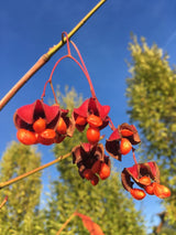Euonymus planipes Großfr.Pfaffenhütchen