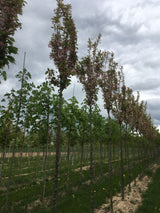 Prunus serrulata 'Amanogawa' Japan.Säulenkirsche