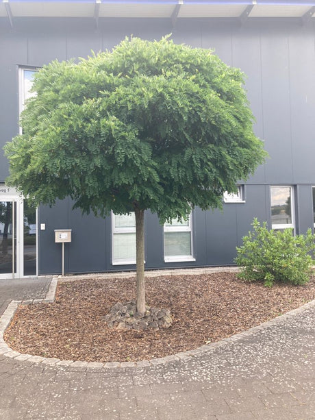 Robinia pseudoac.'Umbraculifera' Kugelakazie