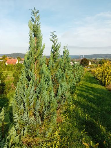 Chamaecyparis laws.'Dart's Blue Ribbon' Gartenzypresse 'Dart's Blue Ribbon'