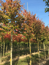 Parrotia persica 'Vanessa' Eisenbaum 'Vanessa'