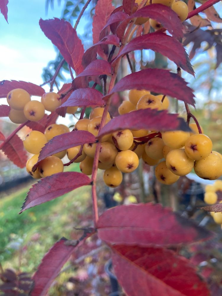 Sorbus arnoldiana 'Golden Wonder' Eberesche 'Golden Wonder'