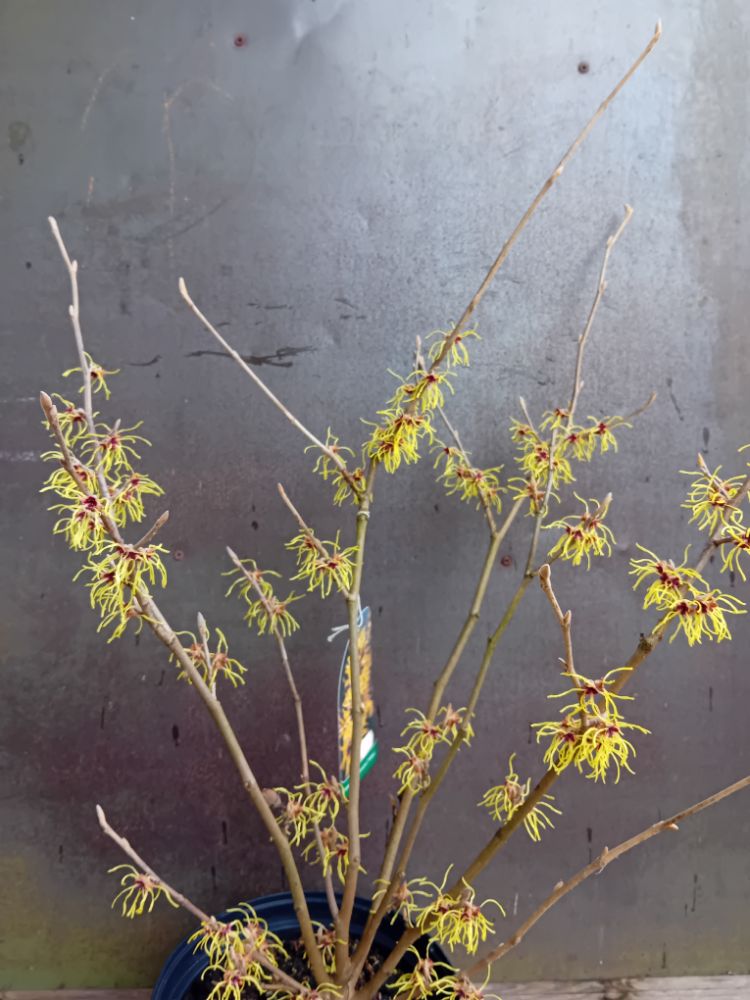 Hamamelis interm.'Pallida' Zaubernuss 'Pallida'