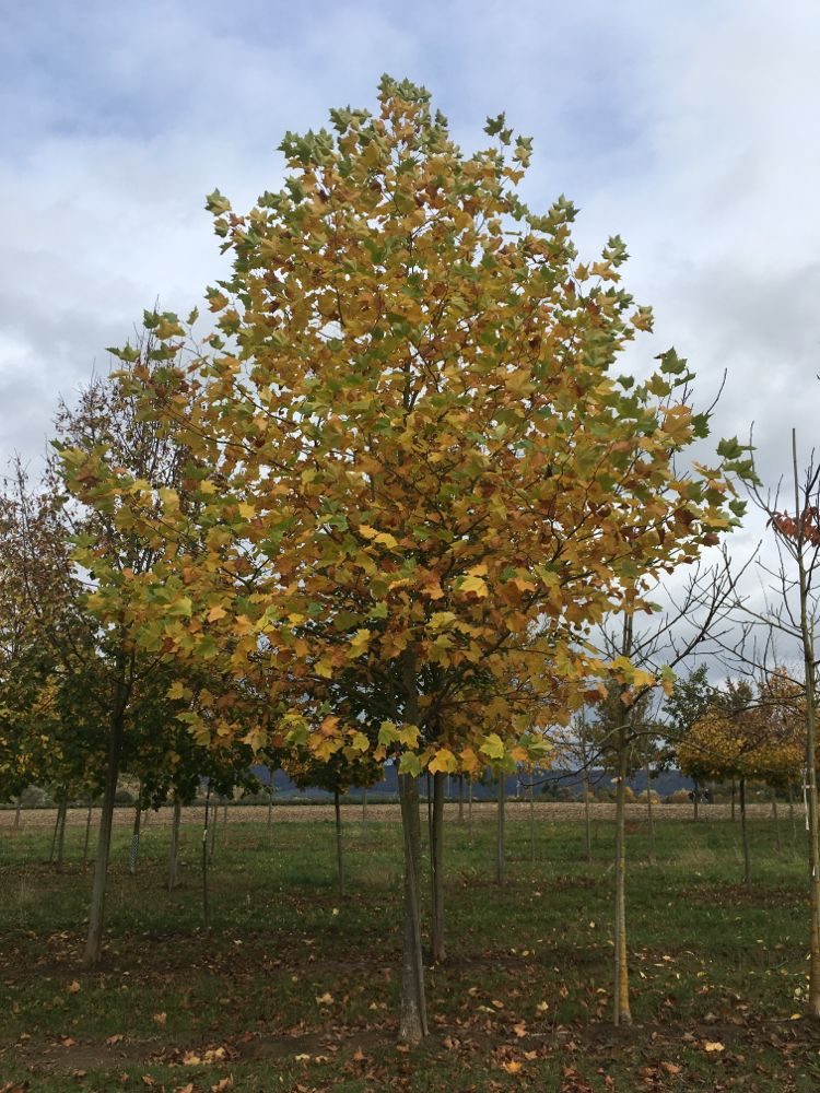 Platanus hispanica Platane