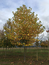 Platanus hispanica Platane