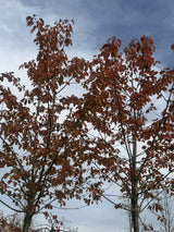 Prunus avium 'Plena' Gefülltblüh.Vogelkirsche