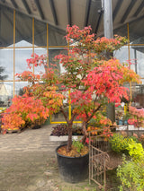 Acer griseum Zimt-Ahorn