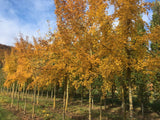 Acer monspessulanum Französischer Ahorn
