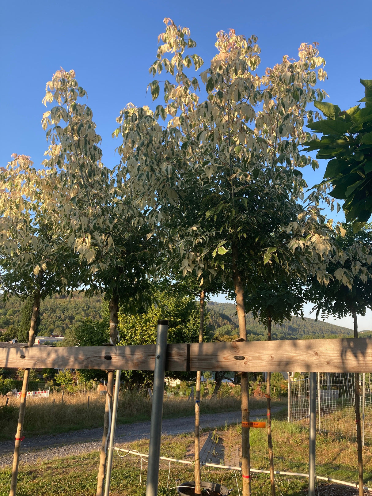Acer negundo 'Flamingo' Eschenahorn 'Flamingo'