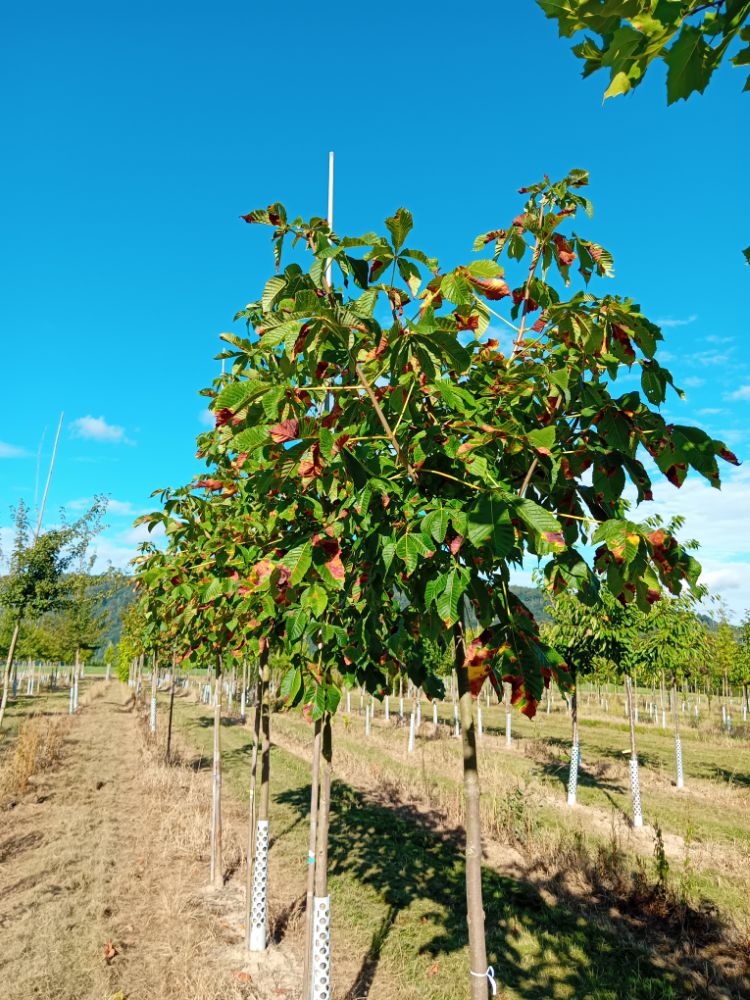 Aesculus carnea 'Briotii' Scharlachkastanie