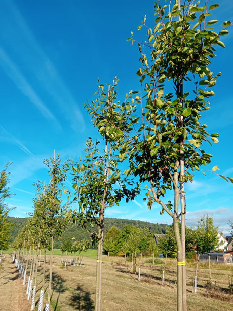 Amelanchier 'Ballerina' Felsenbirne 'Ballerina'