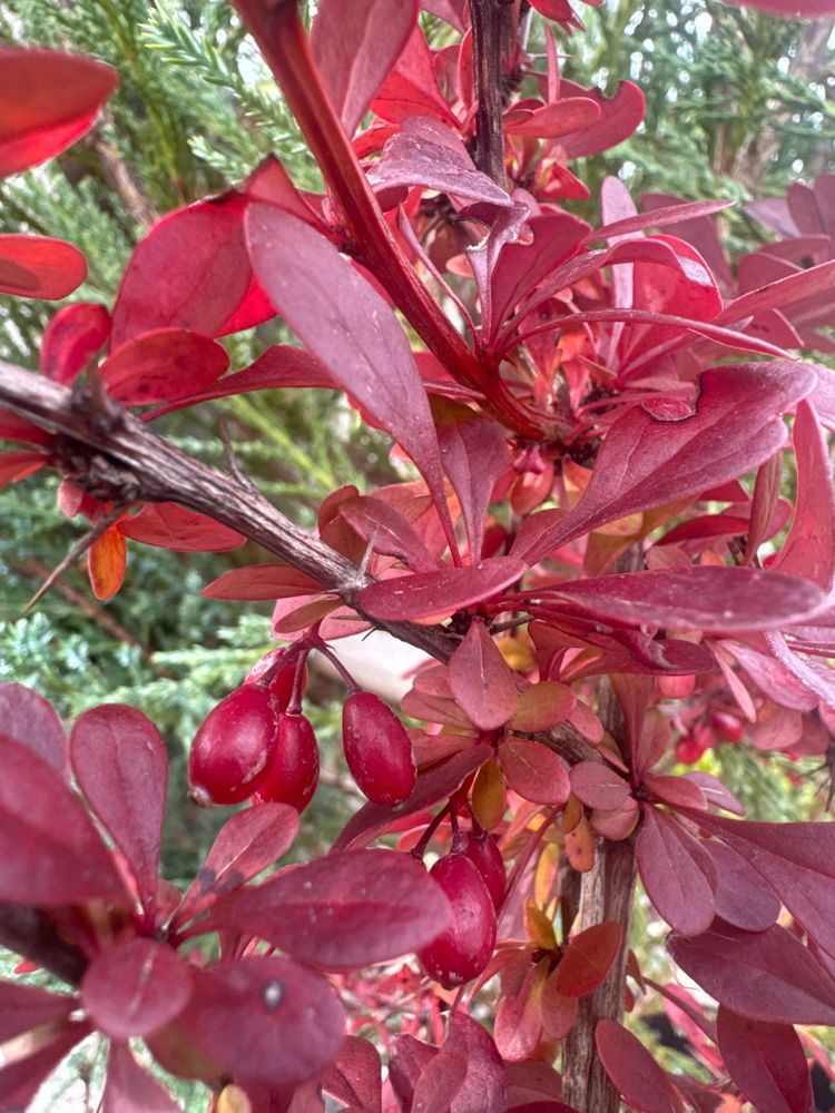 Berberis thunbergii 'Atropurpurea' Rote Heckenberberitze