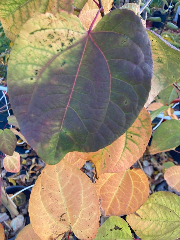 Cercidiphyllum japonicum Judasblattbaum