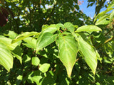 Cornus controversa Hoher Etagen-Hartriegel