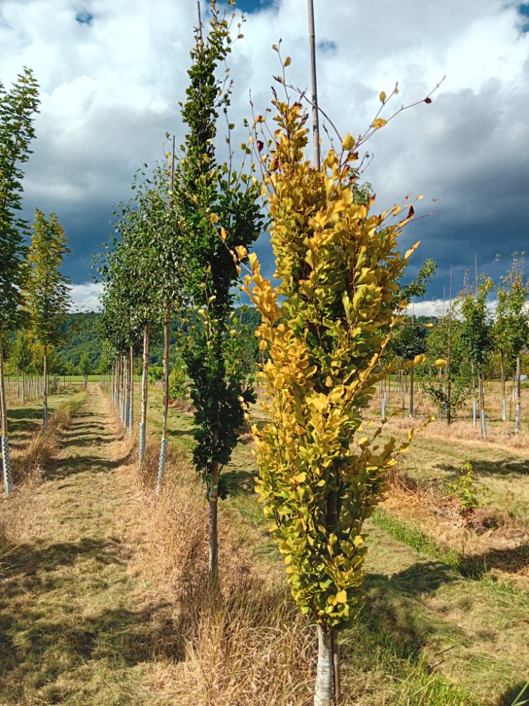 Fagus sylvatica 'Dawyck Gold' Säulen-Goldbuche 'Dawyck Gold'