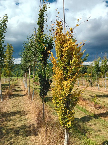 Fagus sylvatica 'Dawyck Gold' Säulen-Goldbuche 'Dawyck Gold'