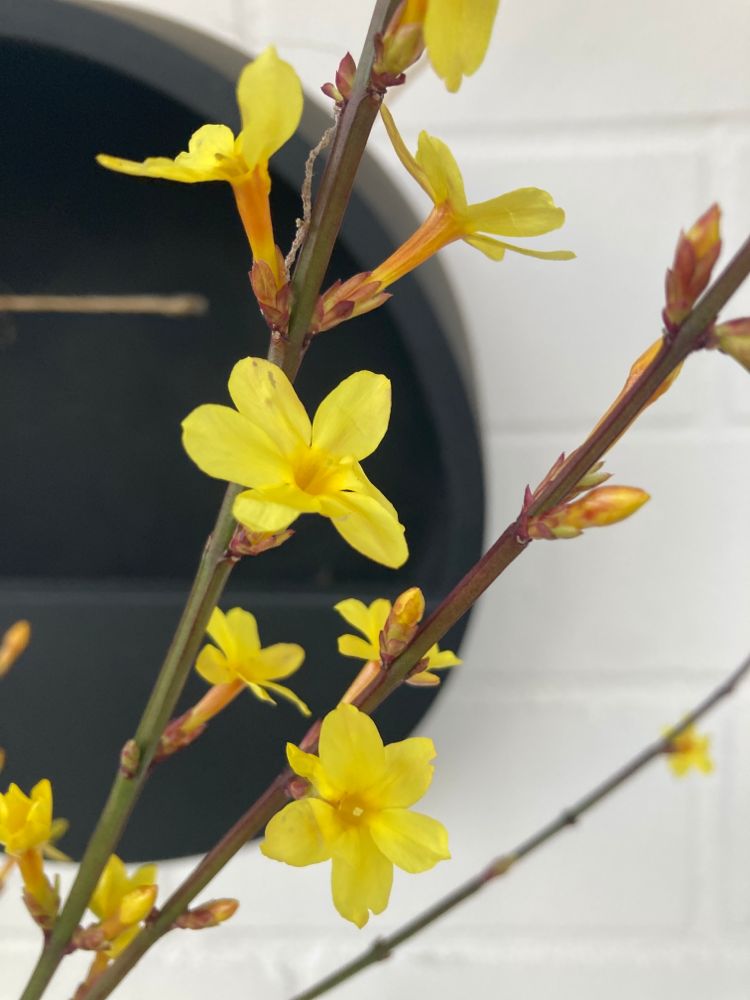 Jasminum nudiflorum Echter Winter-Jasmin