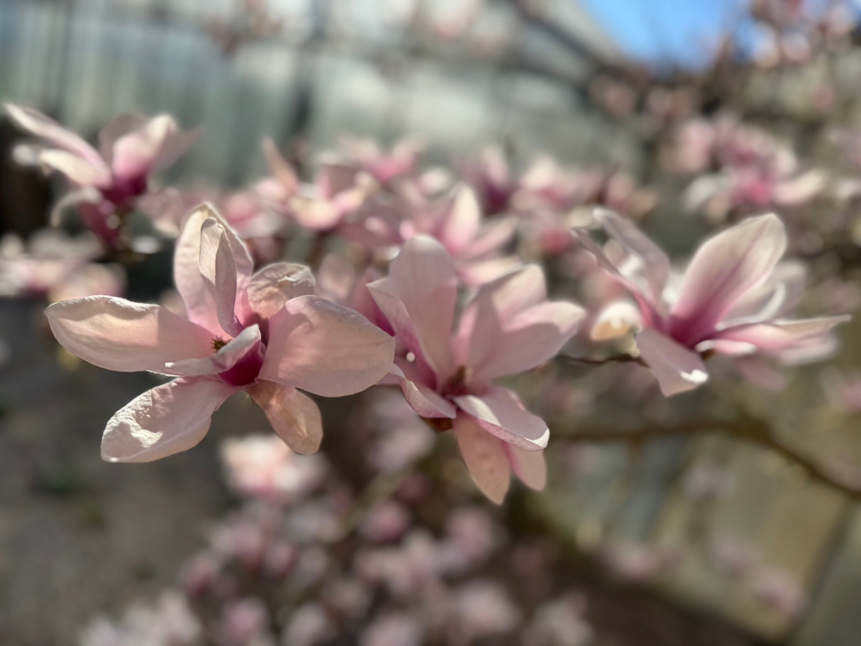 Magnolia soulangeana Tulpenmagnolie