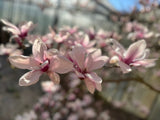 Magnolia soulangeana Tulpenmagnolie