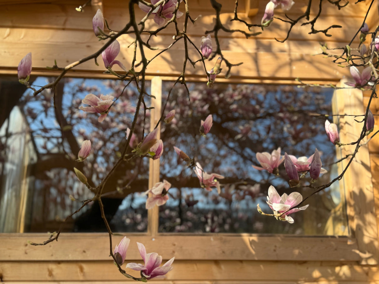 Magnolia soulangeana Tulpenmagnolie