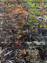 Sambucus nigra 'Black Lace'  -R--S- Schwarzer Holunder 'Black Lace'  -R--S-