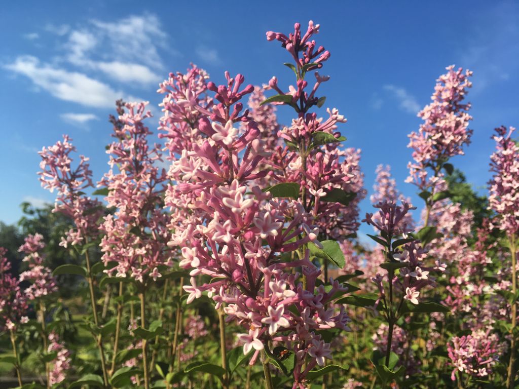 Syringa microphylla 'Superba' Herbstflieder