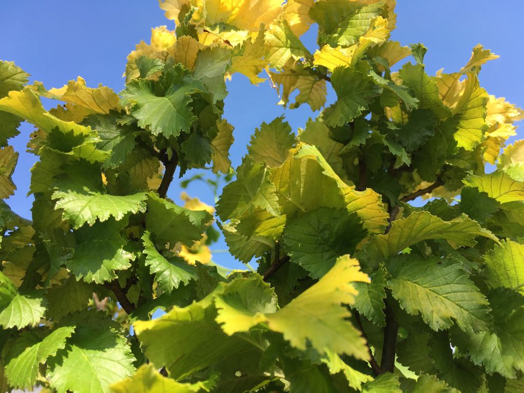 Ulmus carpinifolia 'Wredei' Säulen-Goldulme