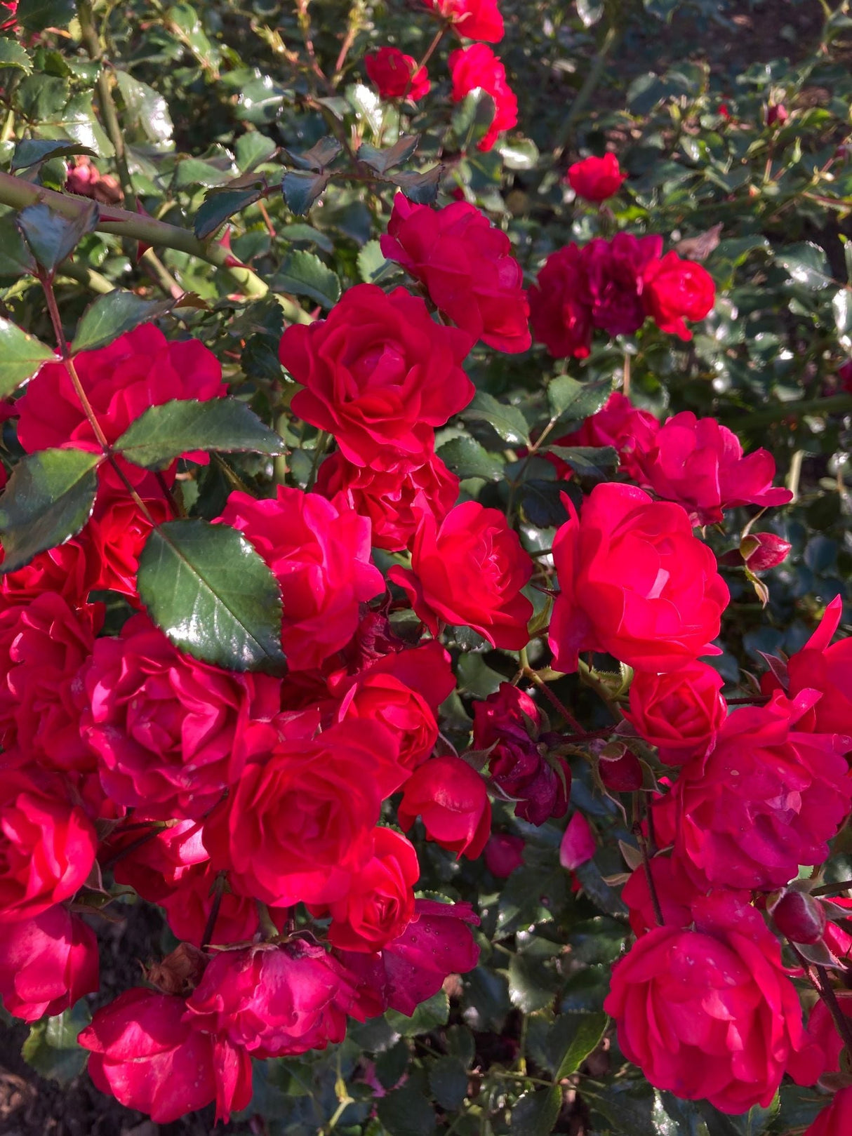 Rosa 'Gärtnerfreude'  -R-              BDR III Bodend.Rose 'Gärtnerfreude'  -R-