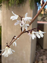 Abeliophyllum distichum Weiße Forsythie