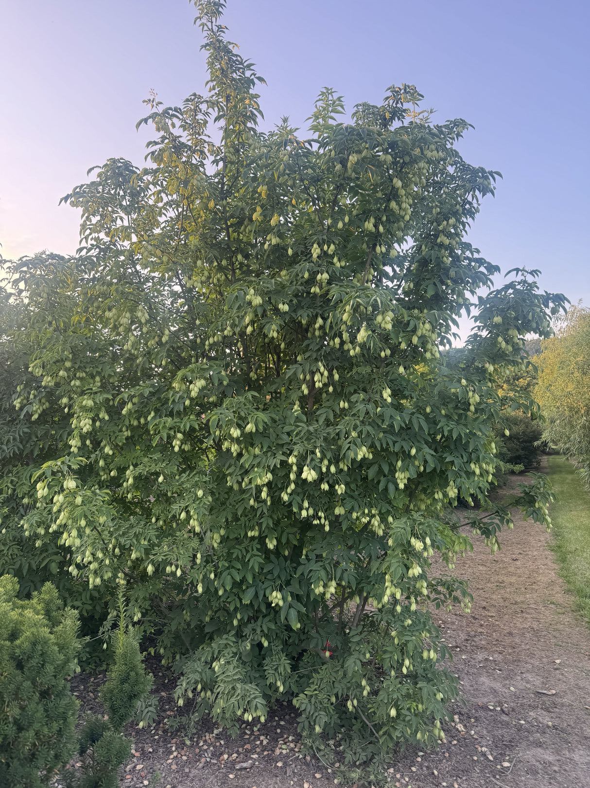 Halesia carolina Schneeglöckchenbaum