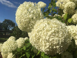 Hydrangea arbor. 'Annabelle' Ballhortensie 'Annabelle'