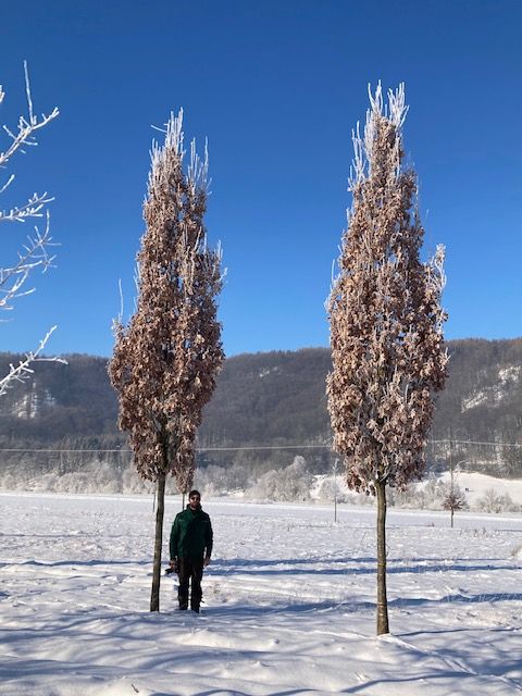 Quercus robur 'Fastigiata' Pyramideneiche
