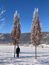 Quercus robur 'Fastigiata' Pyramideneiche