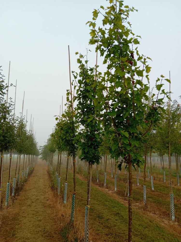 Sorbus torminalis Elsbeere