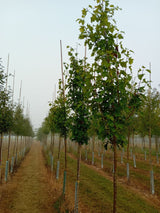 Sorbus torminalis Elsbeere