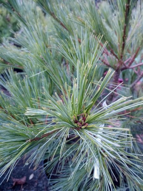 Pinus strobus 'Minima' Kissenkiefer 'Minima'