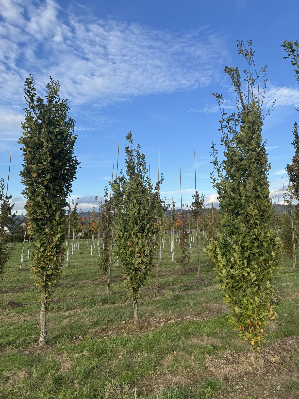 Quercus robur 'Fastigiata Koster' Säuleneiche