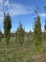 Quercus robur 'Fastigiata Koster' Säuleneiche
